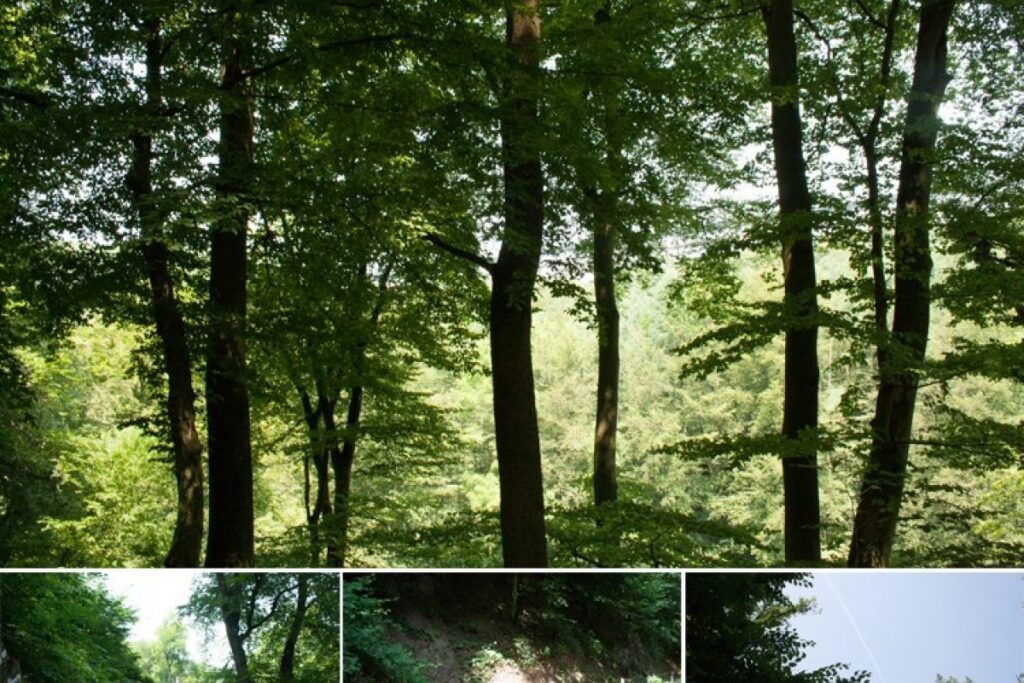 Müngstener Brückenpark